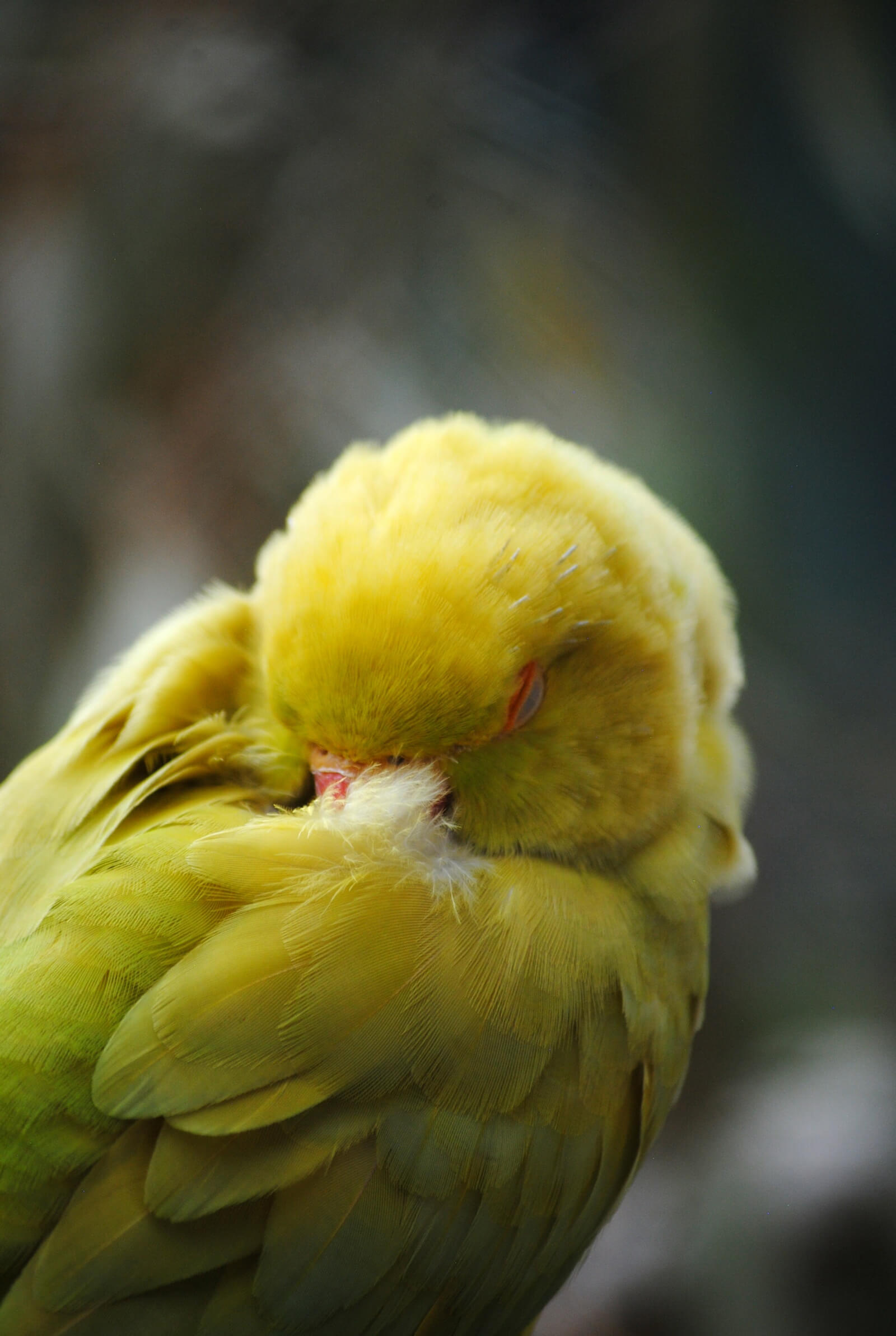 Yellow bird preening its feathers